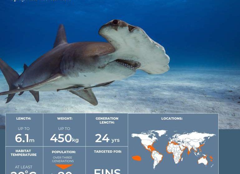  World Ocean Day: A look at 8 critically endangered marine species |  Infographic News