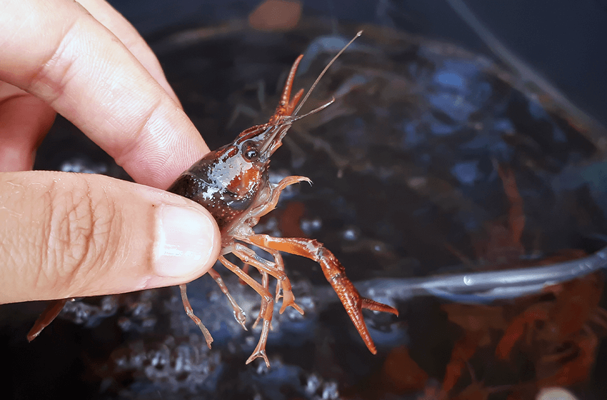  How to Start a Crawfish Farm